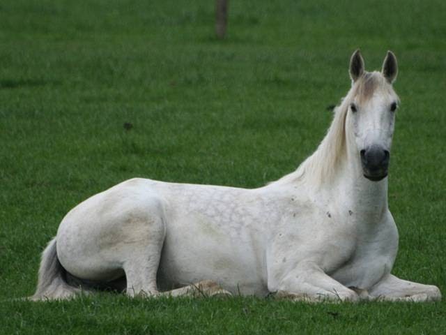 Paws To Ponies Pet Sitting