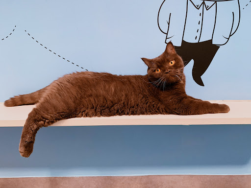 Best Accommodation Go With Cats Paris Near Me