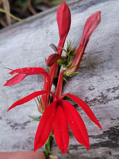 National Park «Congaree National Park», reviews and photos