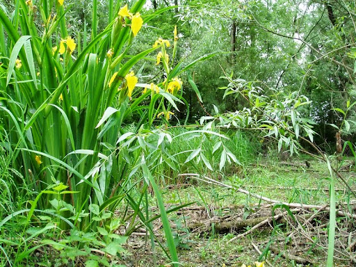 Ogród Zielony - Adam Majewski