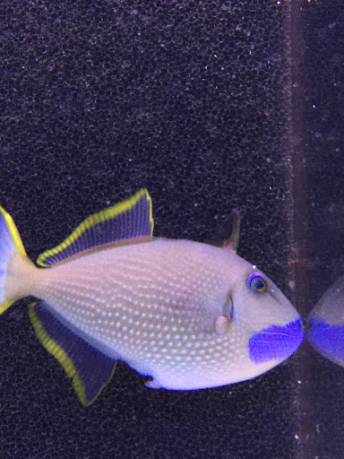 Tropical Fish Store «Reef Oasis», reviews and photos, 7669 Mentor Ave, Mentor, OH 44060, USA