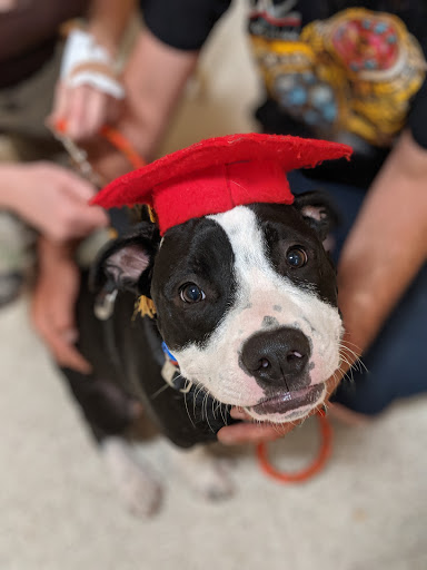 Pet Supply Store «PetSmart», reviews and photos, 24 Countryside Plaza, Countryside, IL 60525, USA