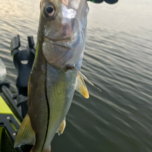 Sporting Goods Store «KAYAKS BY BO INC.», reviews and photos, 410 S Hopkins Ave, Titusville, FL 32796, USA