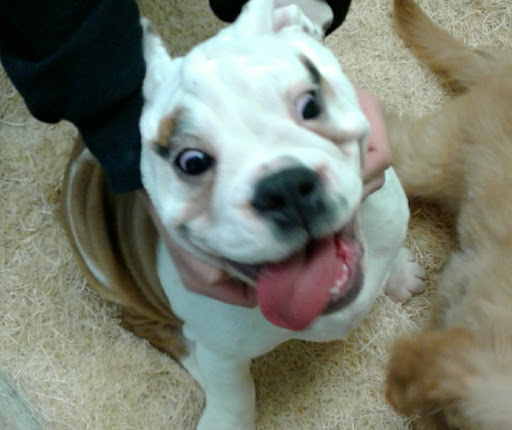 Tropical Fish Store «Aquatic Dog», reviews and photos, 7429 E Iliff Ave, Denver, CO 80231, USA