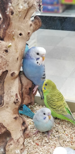 Pet Store «Petland», reviews and photos, 1514 Stonecreek Dr, Pickerington, OH 43147, USA