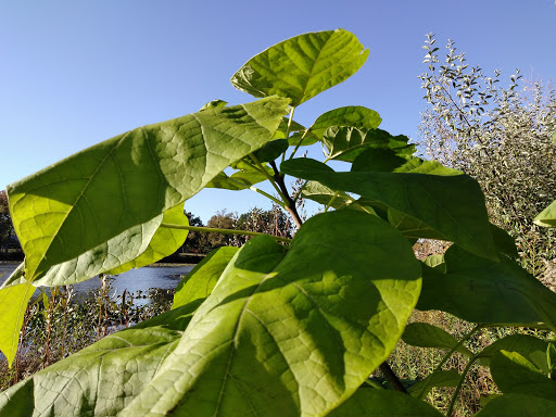 Park «Baisley Pond Park», reviews and photos, Baisley Blvd, Jamaica, NY 11434, USA