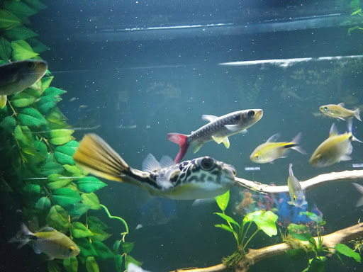 Pet Store «Fin-N-Feather», reviews and photos, 2931 F St, Eureka, CA 95501, USA