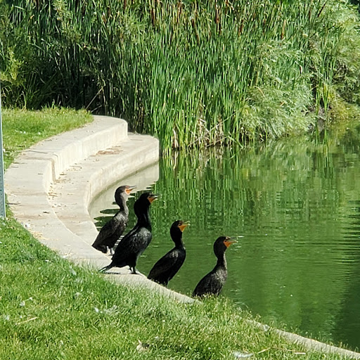 Memorial Park «E.B. Rains Jr. Memorial Park», reviews and photos, 11701 Community Center Dr, Northglenn, CO 80233, USA