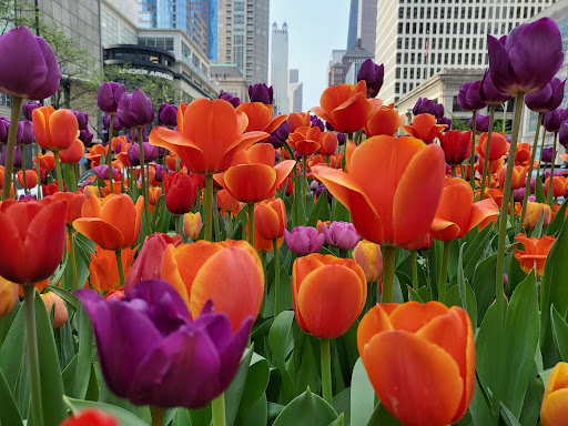 Shopping Mall «The Shops at North Bridge», reviews and photos, 520 N Michigan Ave, Chicago, IL 60611, USA