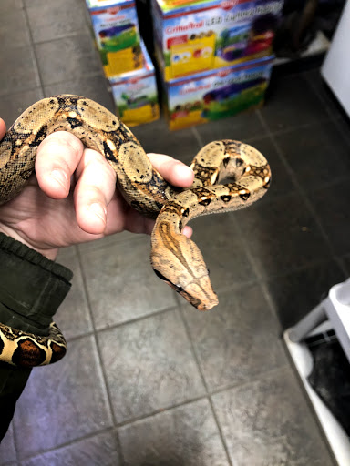 Pet Store «Critter Pet Shop», reviews and photos, 19309 Ecorse Rd, Allen Park, MI 48101, USA