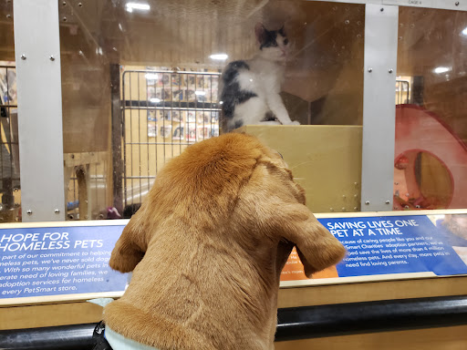 Pet Supply Store «PetSmart», reviews and photos, 6348 Foothill Blvd, Tujunga, CA 91042, USA