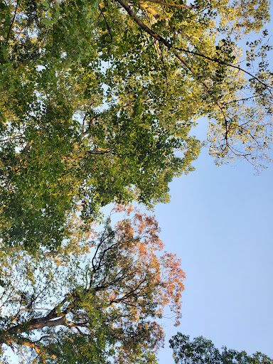 Nature Preserve «Forest Glen Woods», reviews and photos, 5420 N Forest Glen Ave, Chicago, IL 60630, USA