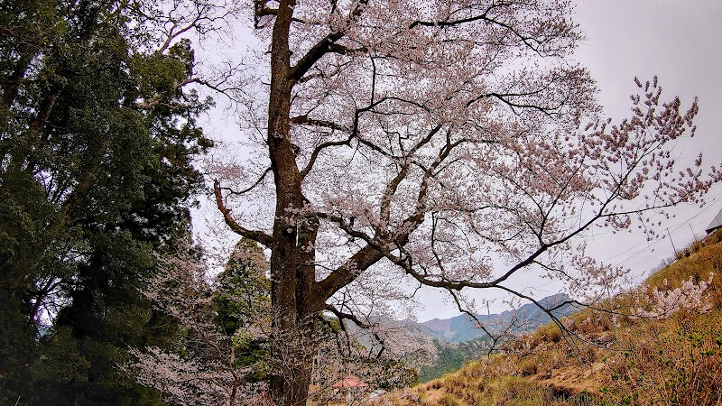 天日神社のエドヒガン桜