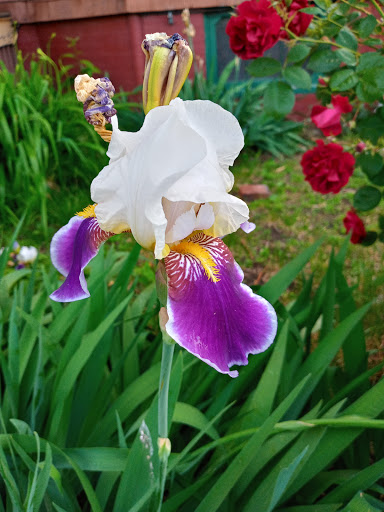 Grocery Store «Whole Foods Market», reviews and photos, 45 Beacon St, Somerville, MA 02143, USA