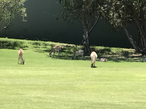 Golf Club «Point Venture Golf Club», reviews and photos, 422 Venture Blvd S, Leander, TX 78645, USA