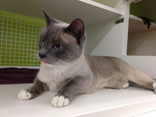 Pet Supply Store «Petco Animal Supplies», reviews and photos, 27111 167th Pl SE #113, Covington, WA 98042, USA