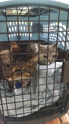 Pet Supply Store «PetSmart», reviews and photos, 6100 Arlington Blvd, Falls Church, VA 22044, USA