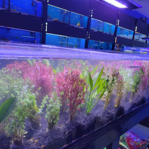 Pet Store «Coral Reef Pet Center», reviews and photos, 7723 W Lawrence Ave, Norridge, IL 60706, USA