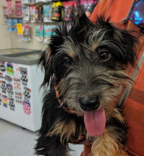 Pet Supply Store «Pet Food Warehouse, Ltd.», reviews and photos, 2455 Shelburne Rd, Shelburne, VT 05482, USA