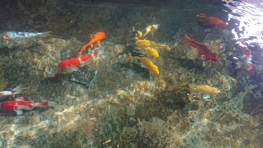 Top 20 cửa hàng cá koi Huyện Kiến Thụy Hải Phòng 2022