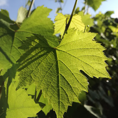 Domaine Marc COLIN et Fils à Saint-Aubin
