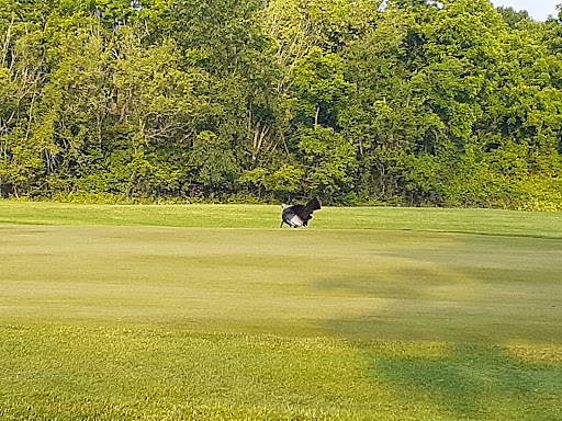 Public Golf Course «Rouge Park Golf Course», reviews and photos, 11701 Burt Rd, Detroit, MI 48228, USA