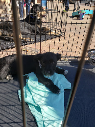 Pet Supply Store «PetSmart», reviews and photos, 7177 SE 29th St, Midwest City, OK 73110, USA