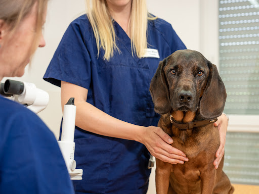 Tierarzt Eschenburg, Kleintierpraxis Wissenbach unter Eschenburg, Hessen