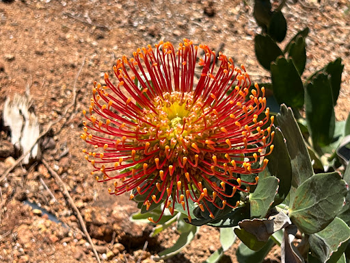 Winery «Fort Ross Vineyard Tasting Room», reviews and photos, 15725 Meyers Grade Rd, Jenner, CA 95450, USA