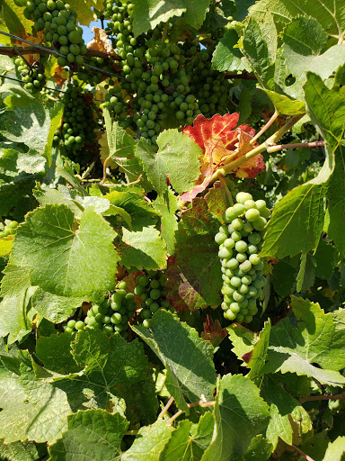 Winery «Schug Carneros Estate Winery», reviews and photos, 602 Bonneau Rd, Sonoma, CA 95476, USA