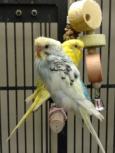 Pet Supply Store «PetSmart», reviews and photos, 9277 159th St, Orland Hills, IL 60487, USA