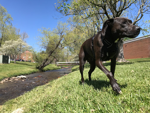 College «Brevard College», reviews and photos