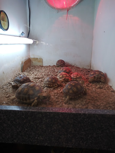 Pet Store «Pet Town», reviews and photos, 7804 Florence Ave, Downey, CA 90240, USA