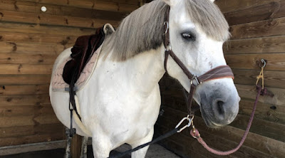 Les Chevaux du Cap Lévi à Fermanville