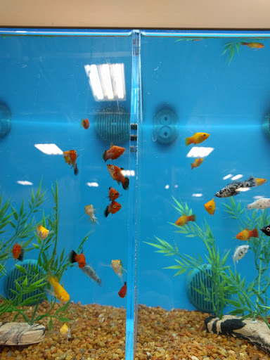 Pet Supply Store «PetSmart», reviews and photos, 10 Hazard Ave, Enfield, CT 06082, USA