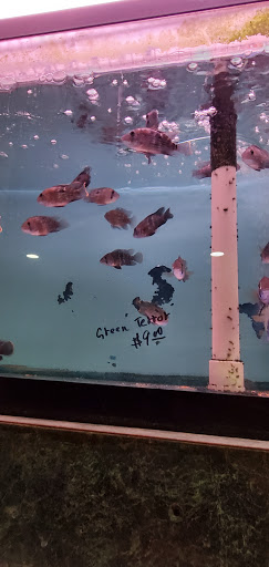 Aquarium «Tamco Aquarium», reviews and photos, 6310 Bay Pkwy, Brooklyn, NY 11204, USA