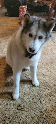 Pet Supply Store «Pet Supplies Plus», reviews and photos, 254 S Illinois Ave, Oak Ridge, TN 37830, USA