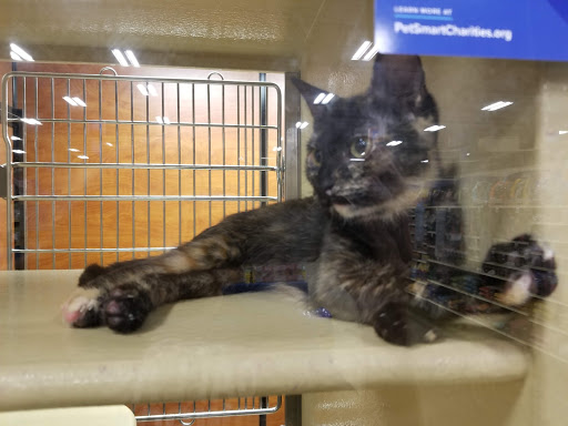 Pet Supply Store «PetSmart», reviews and photos, 1800 Evans Rd, Melbourne, FL 32904, USA