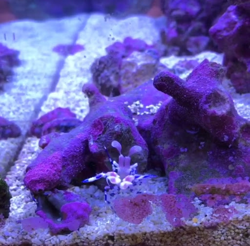 Pet Store «Fish R Us», reviews and photos, 10855 TX-242, Conroe, TX 77385, USA