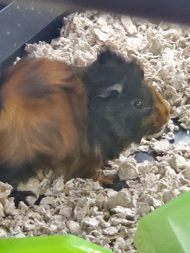 Pet Supply Store «Petco Animal Supplies», reviews and photos, 7907 State Highway N, Dardenne Prairie, MO 63368, USA