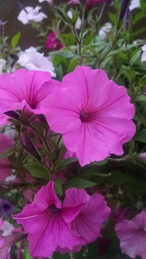 Florist «Flowers by Guenthers», reviews and photos, 310 Sand Lake Road, Onalaska, WI 54650, USA