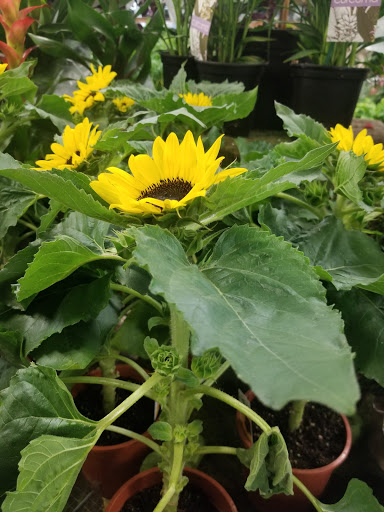 Florist «Sieck-Wright Floral Products», reviews and photos, 231 Monmouth St, Hightstown, NJ 08520, USA