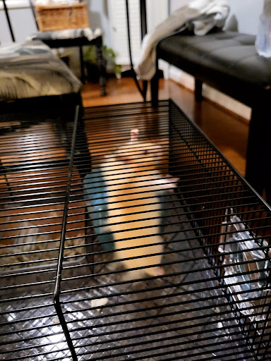 Pet Supply Store «PetSmart», reviews and photos, 4500 Mitchellville Rd, Bowie, MD 20716, USA