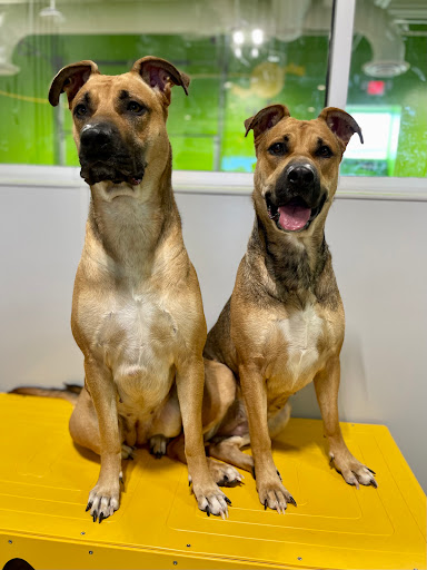 PetSuites Lee's Summit