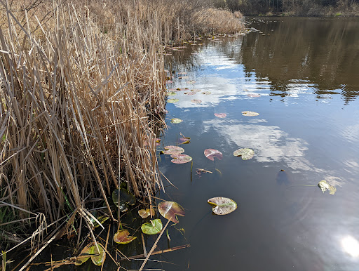 Park «Scriber Lake Park», reviews and photos, 5601 198th St SW, Lynnwood, WA 98036, USA