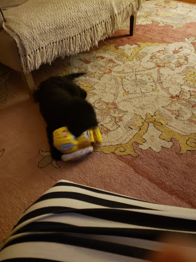 Pet Supply Store «Unleashed by Petco», reviews and photos, 8412 Georgia Ave, Silver Spring, MD 20910, USA