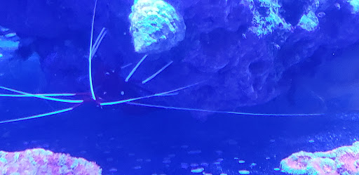 Pet Supply Store «Odyssey Pets», reviews and photos, 14999 Preston Rd #400a, Dallas, TX 75254, USA