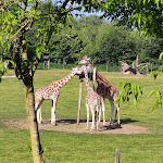 Photo n° 2 de l'avis de Martine.. fait le 25/06/2023 à 19:27 pour Africa Lodges à La Boissière-du-Doré