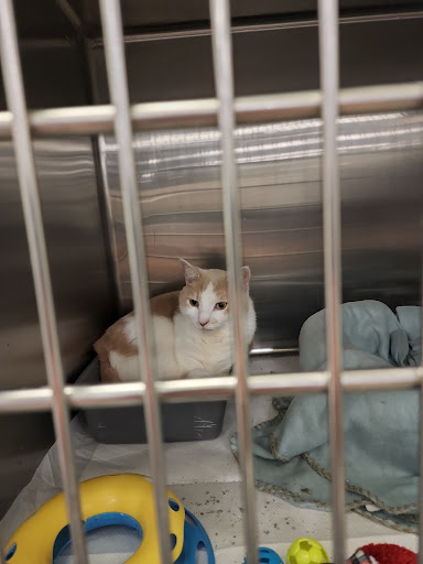 Pet Supply Store «PetSmart», reviews and photos, 4749 Valley View Blvd NW, Roanoke, VA 24012, USA