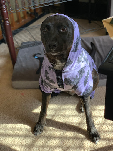 Pet Supply Store «Petco Animal Supplies», reviews and photos, 702 S Randall Rd, Algonquin, IL 60102, USA